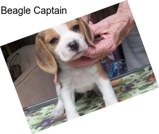 Beagle Captain