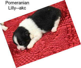 Pomeranian Lilly--akc