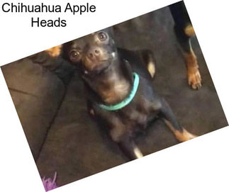 Chihuahua Apple Heads