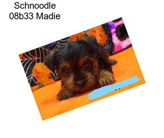 Schnoodle 08b33 Madie