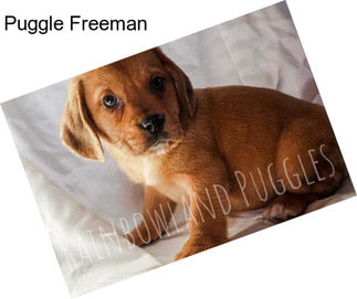 Puggle Freeman