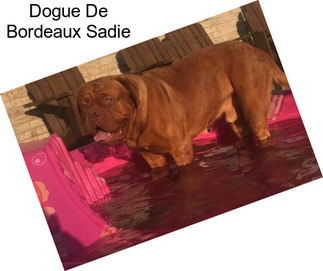 Dogue De Bordeaux Sadie