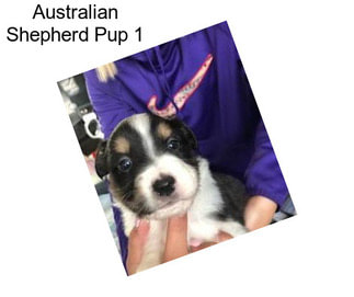 Australian Shepherd Pup 1
