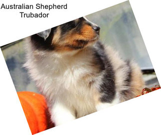 Australian Shepherd Trubador