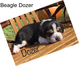 Beagle Dozer