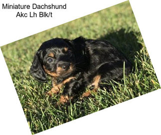 Miniature Dachshund Akc Lh Blk/t