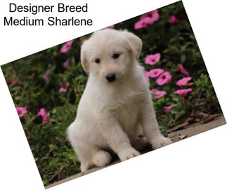 Designer Breed Medium Sharlene