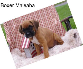 Boxer Maleaha