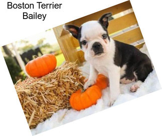 Boston Terrier Bailey