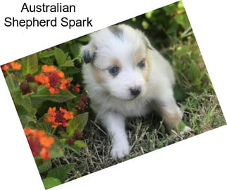 Australian Shepherd Spark