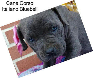 Cane Corso Italiano Bluebell