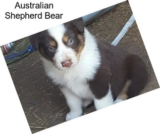 Australian Shepherd Bear