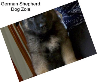 German Shepherd Dog Zola
