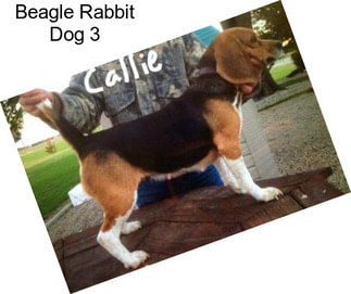 Beagle Rabbit Dog 3