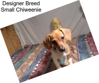 Designer Breed Small Chiweenie