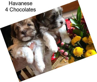 Havanese 4 Chocolates