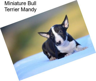 Miniature Bull Terrier Mandy