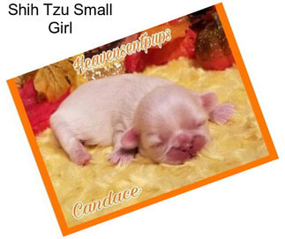 Shih Tzu Small Girl