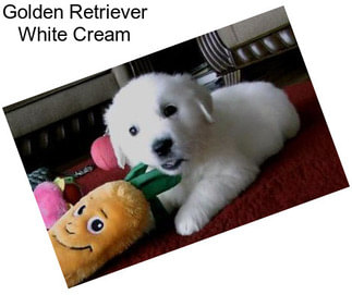 Golden Retriever White Cream