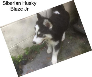 Siberian Husky Blaze Jr