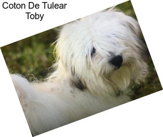 Coton De Tulear Toby