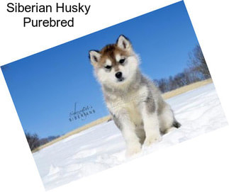 Siberian Husky Purebred