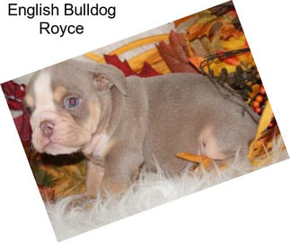 English Bulldog Royce
