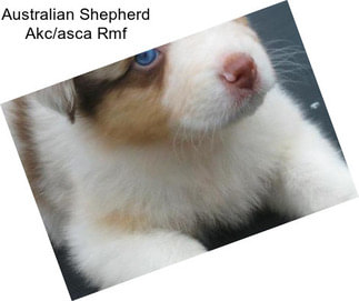 Australian Shepherd Akc/asca Rmf