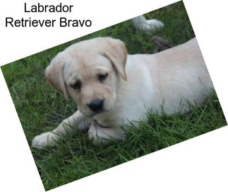 Labrador Retriever Bravo