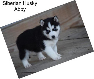 Siberian Husky Abby