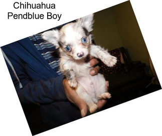 Chihuahua Pendblue Boy