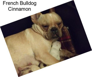 French Bulldog Cinnamon