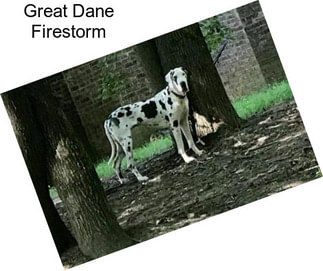 Great Dane Firestorm