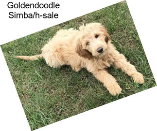 Goldendoodle Simba/h-sale