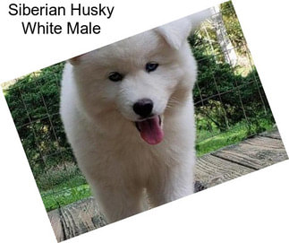 Siberian Husky White Male