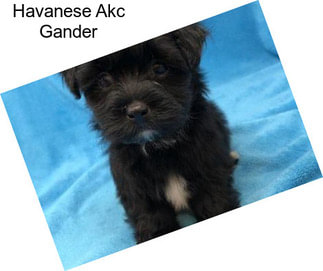 Havanese Akc Gander