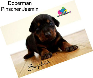 Doberman Pinscher Jasmin