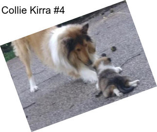 Collie Kirra #4