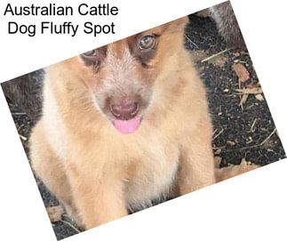 Australian Cattle Dog Fluffy Spot