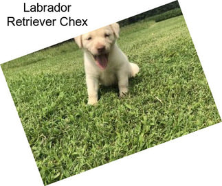 Labrador Retriever Chex