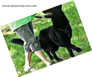 German Shepherd Dog Czech Lines