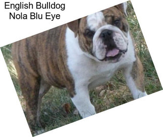 English Bulldog Nola Blu Eye