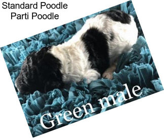 Standard Poodle Parti Poodle