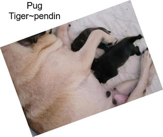 Pug Tiger~pendin