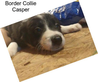 Border Collie Casper