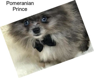 Pomeranian Prince