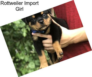 Rottweiler Import Girl