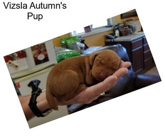 Vizsla Autumn\'s Pup