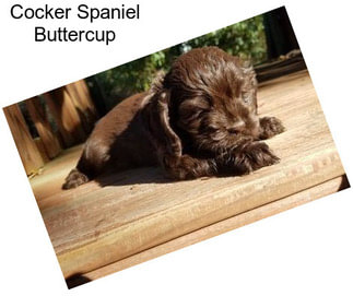 Cocker Spaniel Buttercup