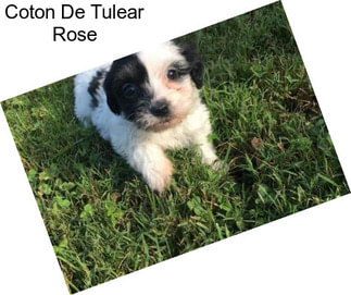 Coton De Tulear Rose